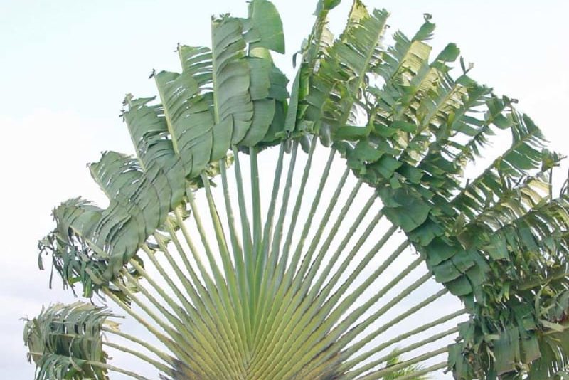 Cây chuối rẻ quạt hợp mệnh nào? 3