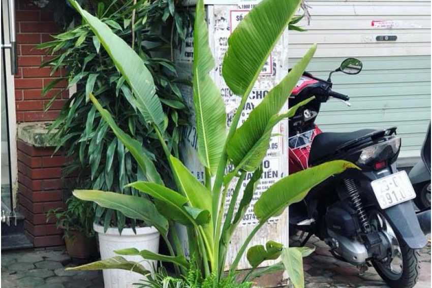 Cây chuối rẻ quạt hợp mệnh nào? 4