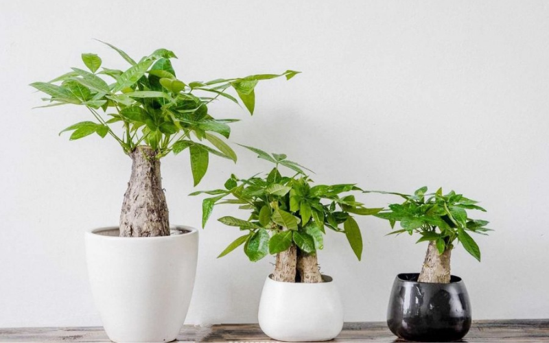 Cây kim ngân - chìa khóa vàng của sự nghiệp 4