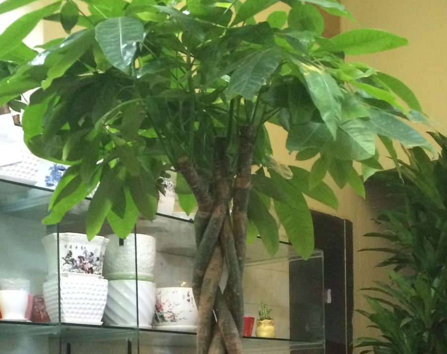 Cây kim ngân - chìa khóa vàng của sự nghiệp 1