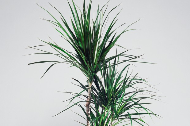 Cây phất dụ rồng lọc không khí cho không gian 3