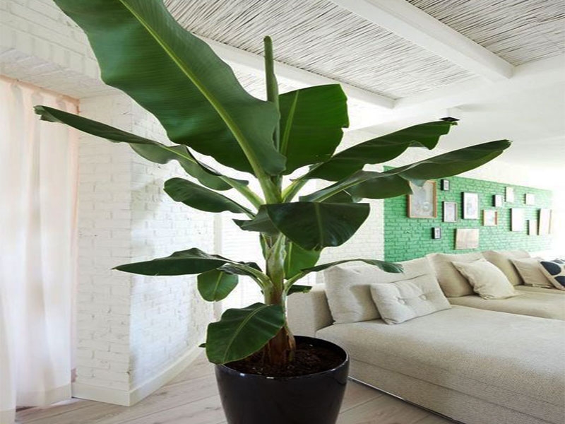 Có nên trồng cây chuối cảnh trong nhà 2