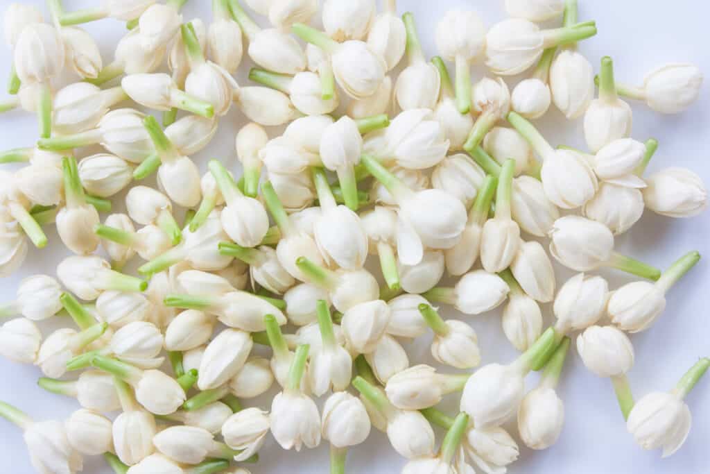 chăm sóc hoa nhài trong phòng ngủ 3