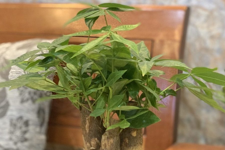 Làm sao để nhân giống cây kim ngân thành công? 1