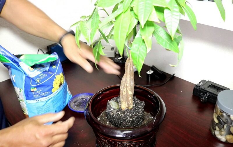 Làm sao để nhân giống cây kim ngân thành công?3