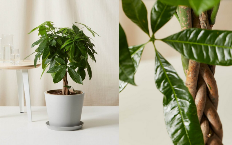 Làm sao để nhân giống cây kim ngân thành công? 4