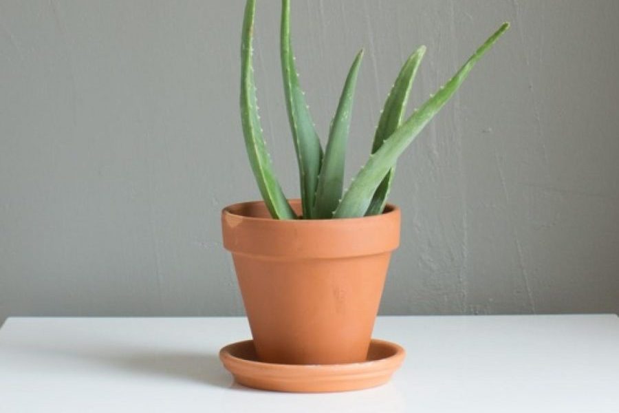 Làm thế nào để trồng và chăm sóc cây lô hội trong phòng ngủ?