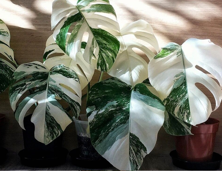 Mẹo chăm sóc cây Monstera đột biến phát triển tốt và khoẻ mạnh 2