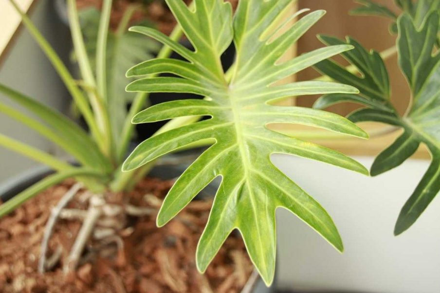 Một số lưu ý khi bón phân cho trầu bà chân vịt 1