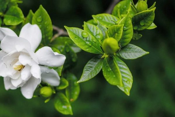 Ngủ ngon hơn nhờ trồng cây hoa dành dành trong phòng ngủ