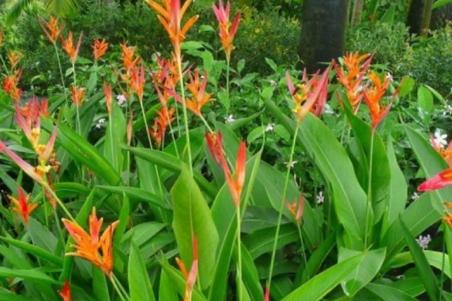 Top 3 cây chuối cảnh được ưa chuộng nhất 4