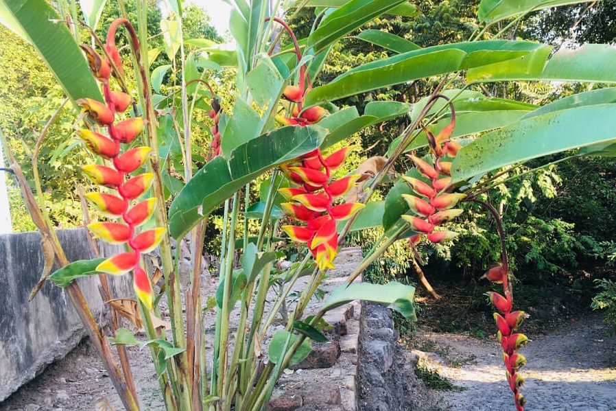 Top 3 cây chuối cảnh được ưa chuộng nhất 1