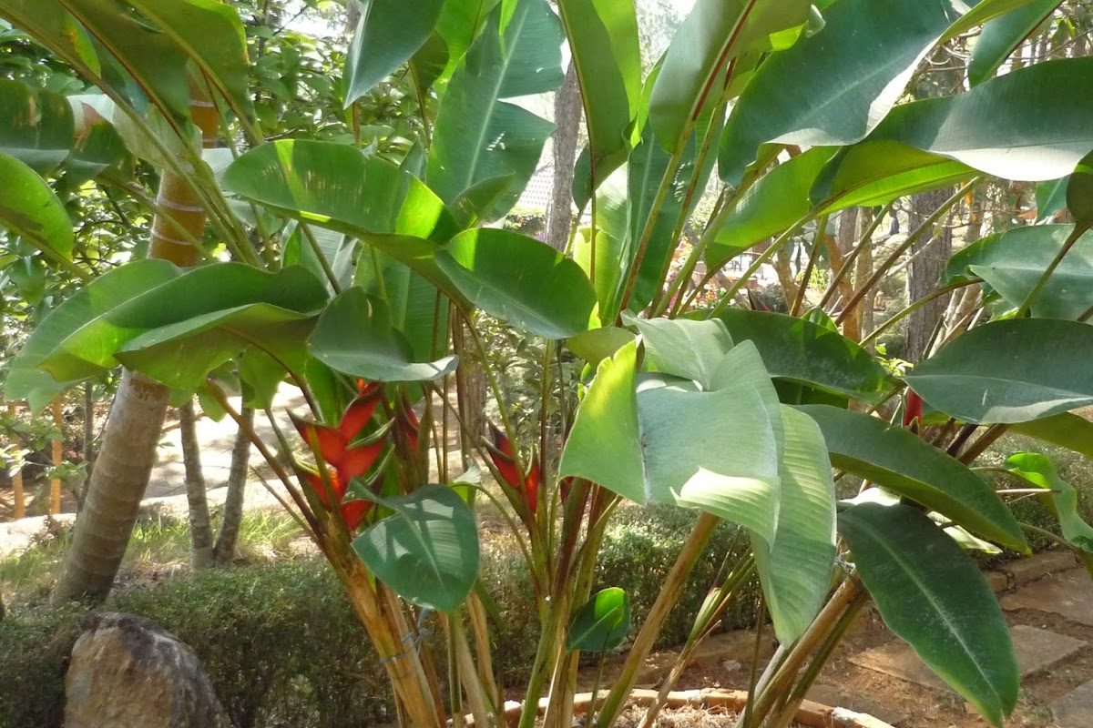 Top 3 cây chuối cảnh được ưa chuộng nhất 3