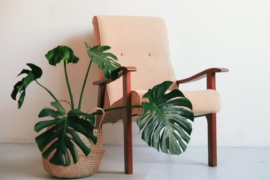 Top 3 cây monstera phù hợp trang trí phòng khách 1