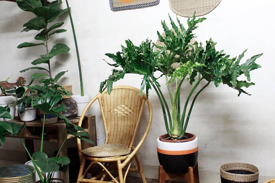 Top 3 cây trầu bà phù hợp phong cách Bohemian du mục cho phòng bạn 2