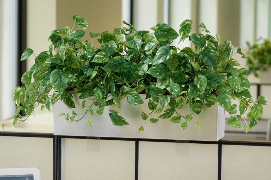 Top 3 cây trầu bà phù hợp phong cách Bohemian du mục cho phòng bạn 3