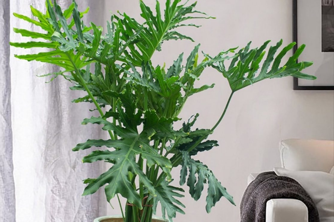 Top 5 cây monstera dễ trồng và chăm sóc 6