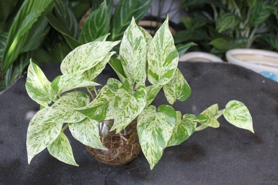 Top 5 cây monstera dễ trồng và chăm sóc 1