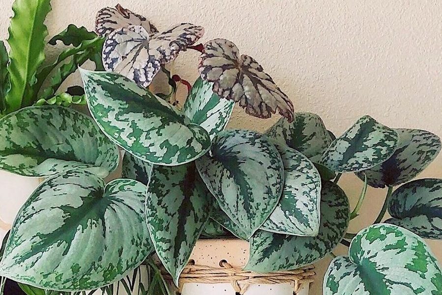 Top 5 cây monstera phù hợp trang trí văn phòng 1