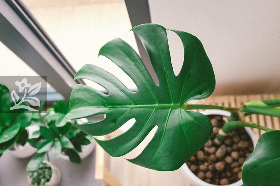 Top 5 cây monstera phù hợp trang trí văn phòng 4