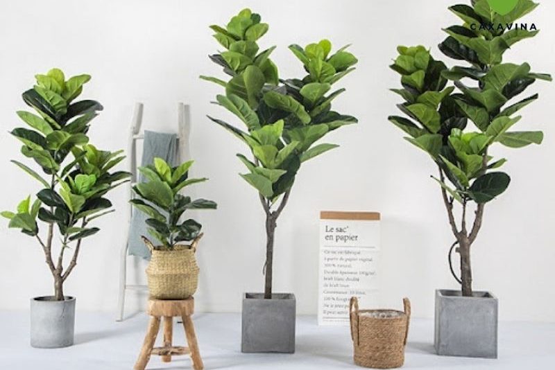 Top 5 cây nội thất giả được ưa chuộng nhất 2