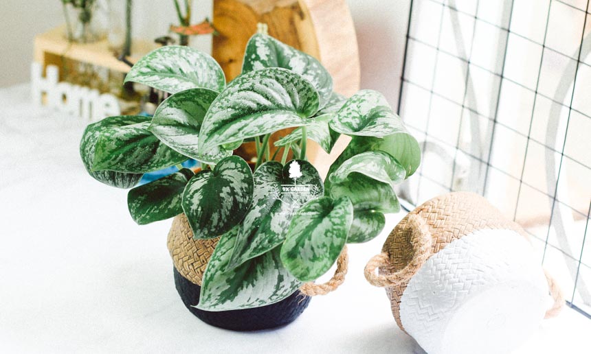 Top 5 cây nội thất giả được ưa chuộng nhất 3