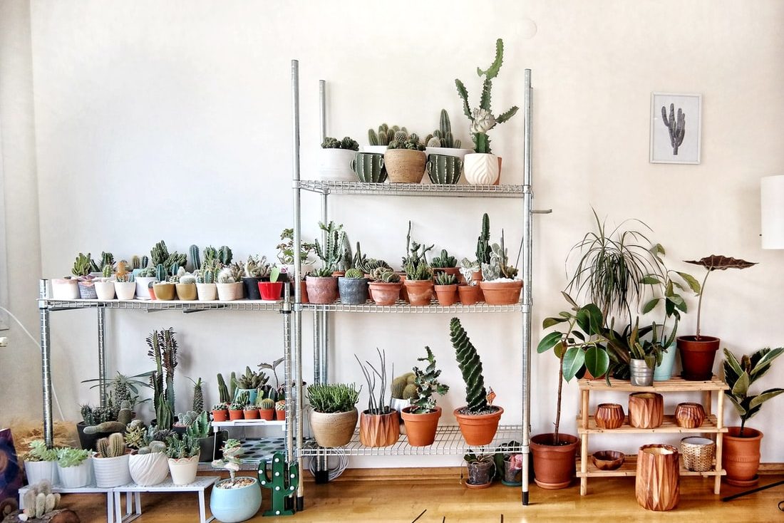 Top 5 cây nội thất giả được ưa chuộng nhất 4