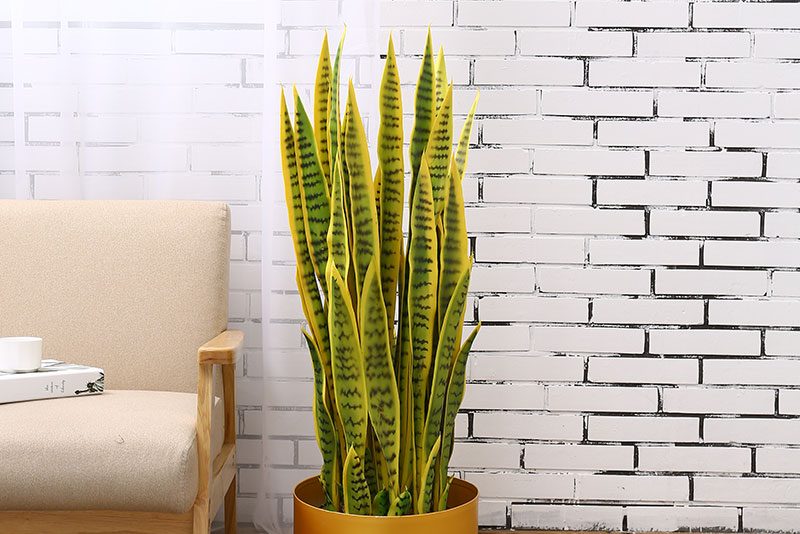 Top 5 cây nội thất giả được ưa chuộng nhất 5