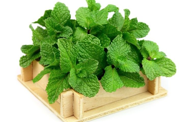 Top 5 cây trang trí nhà bếp mà bạn nên thử 2