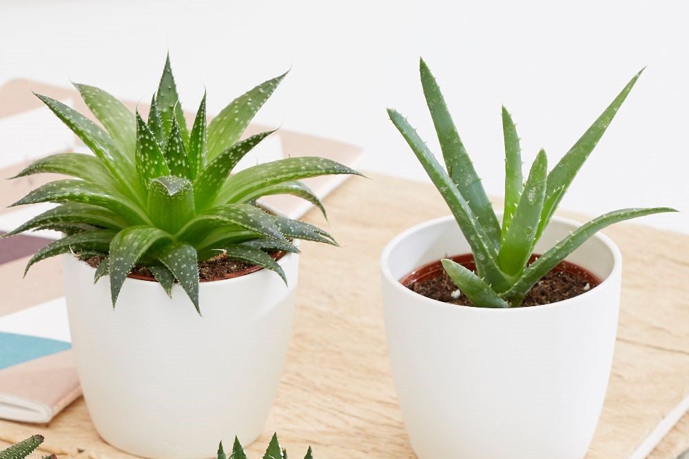 Top 5 cây trang trí nhà bếp mà bạn nên thử 5