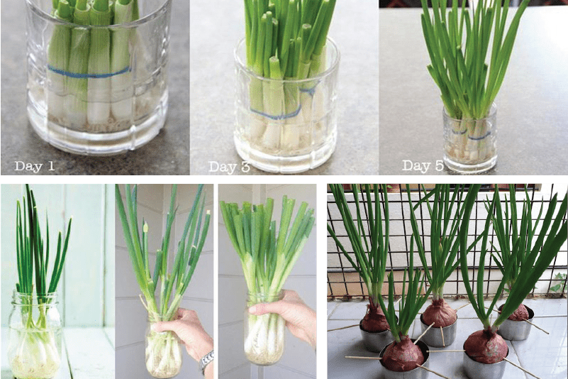 Top 5 cây trang trí nhà bếp mà bạn nên thử 6