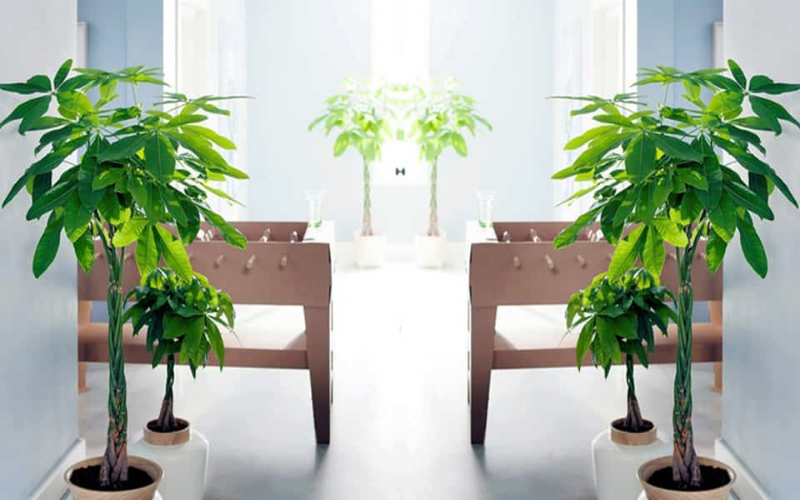 Trưng bày cây kim ngân đúng cách thu hút tài lộc 1