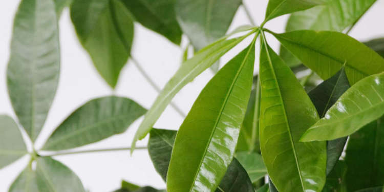 Trưng bày cây kim ngân đúng cách thu hút tài lộc 3