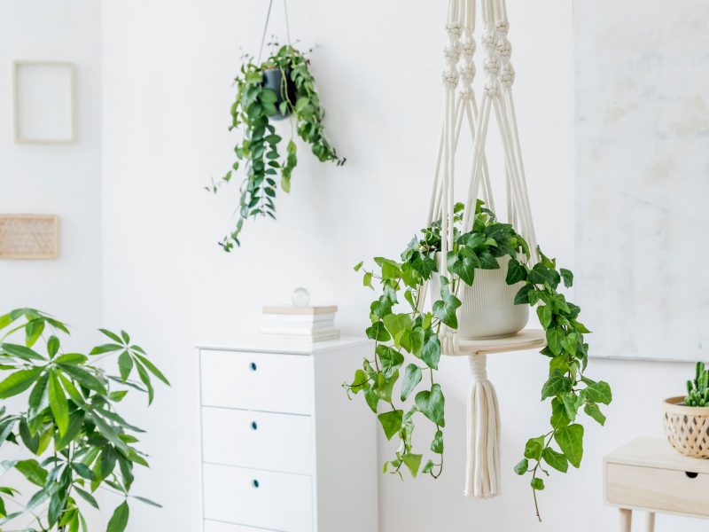 Trồng cây thường xuân trong phòng ngủ, tại sao không?