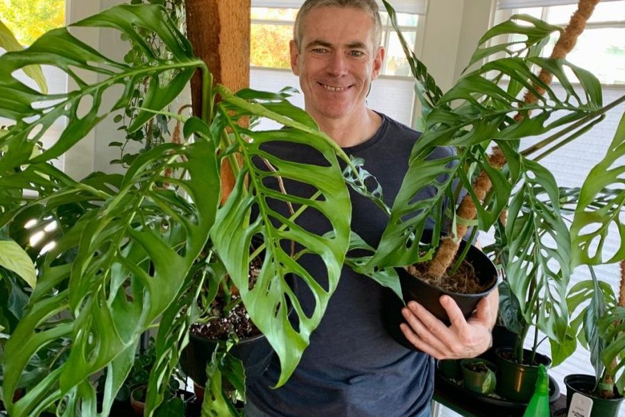 Tại sao không nên trưng cây Monstera trong nhà? 1