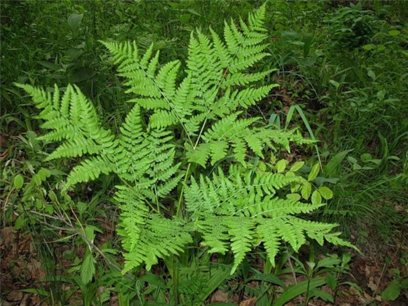 Ý nghĩa cây dương xỉ