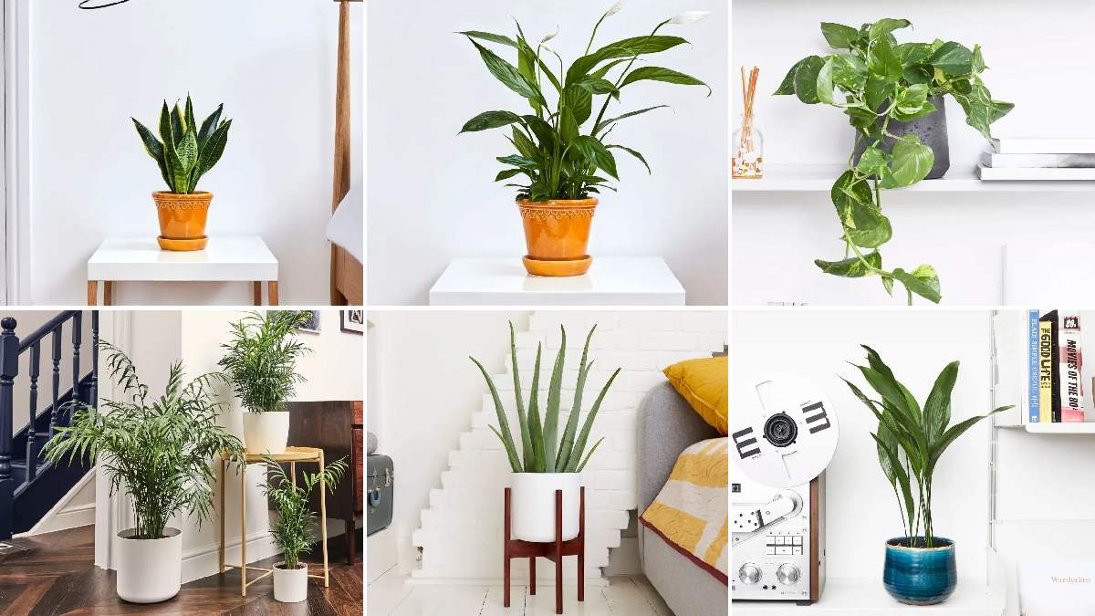 6 loại cây lọc không khí tốt nhất bạn nên sở hữu 1