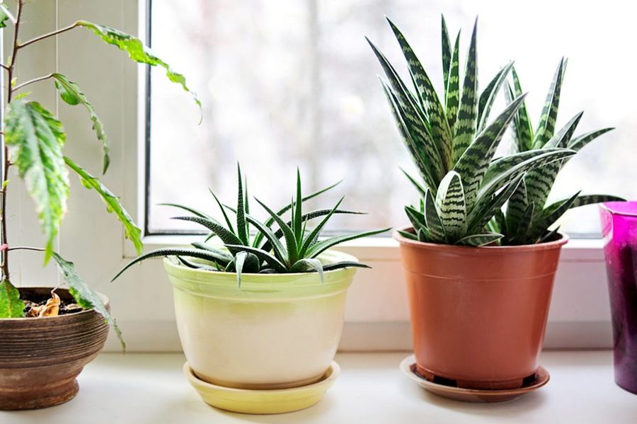 6 loại cây lọc không khí tốt nhất bạn nên sở hữu 2