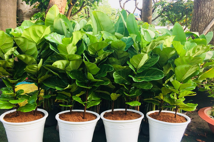 Bí quyết chăm sóc cây bàng Singapore 2