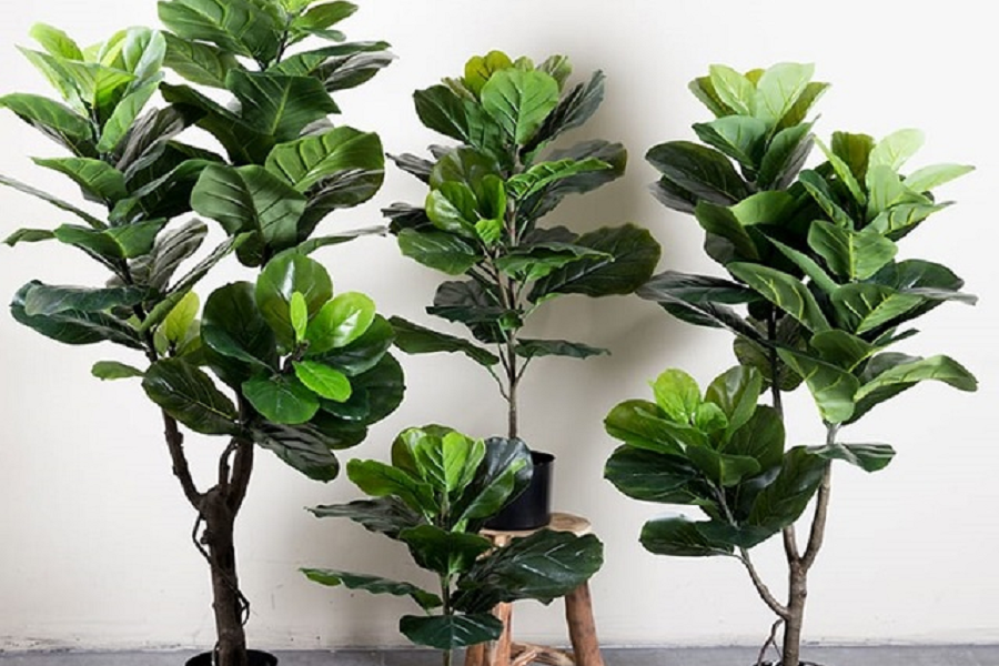 Bí quyết chăm sóc cây bàng Singapore 3