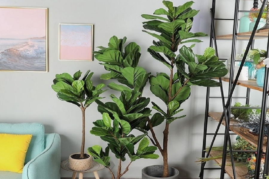 Bí quyết chăm sóc cây bàng Singapore 4