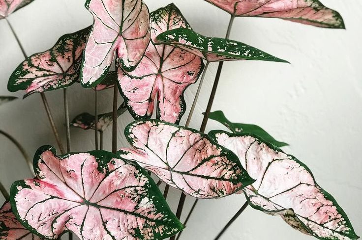 Bật mí cách chăm sóc cây trầu bà hồng đơn giản 2