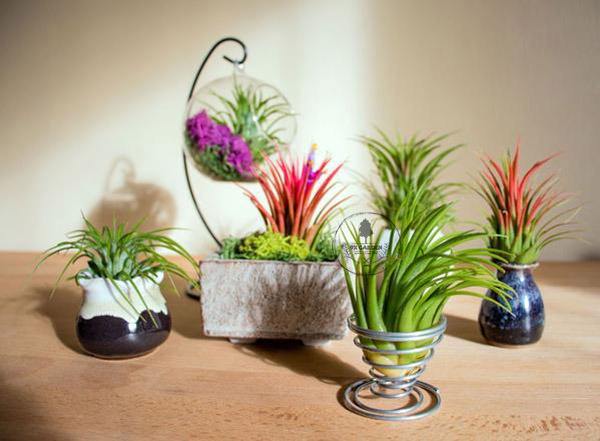 1 Các loại cây không khí mà bạn nên sở hữu trong nhà