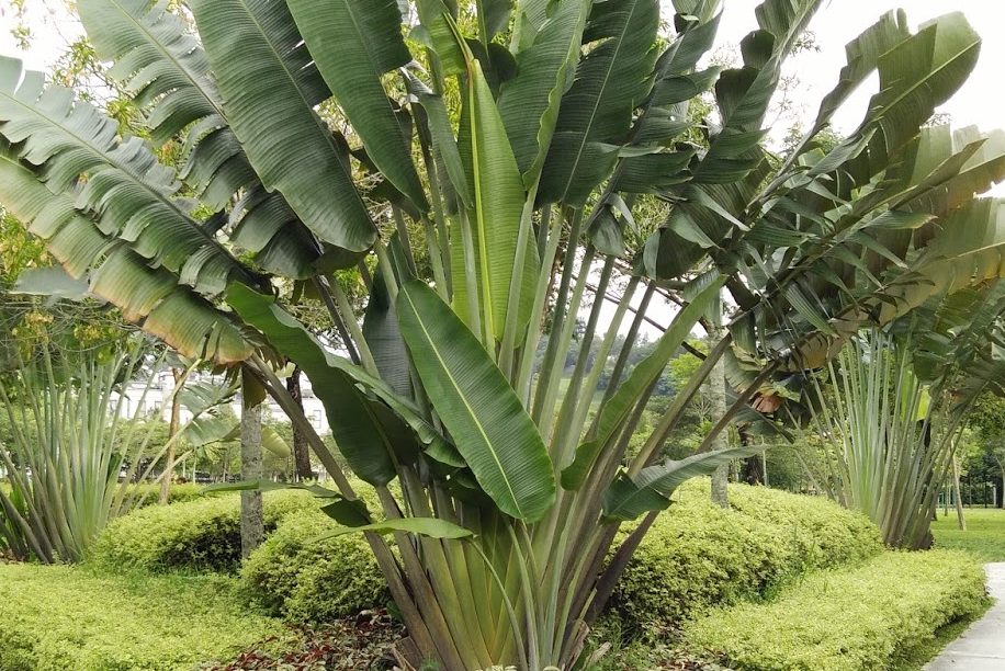 Cách chăm sóc cây chuối cảnh rẻ quạt 1