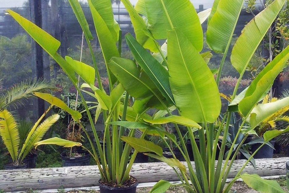 Cách chăm sóc cây chuối cảnh rẻ quạt 2