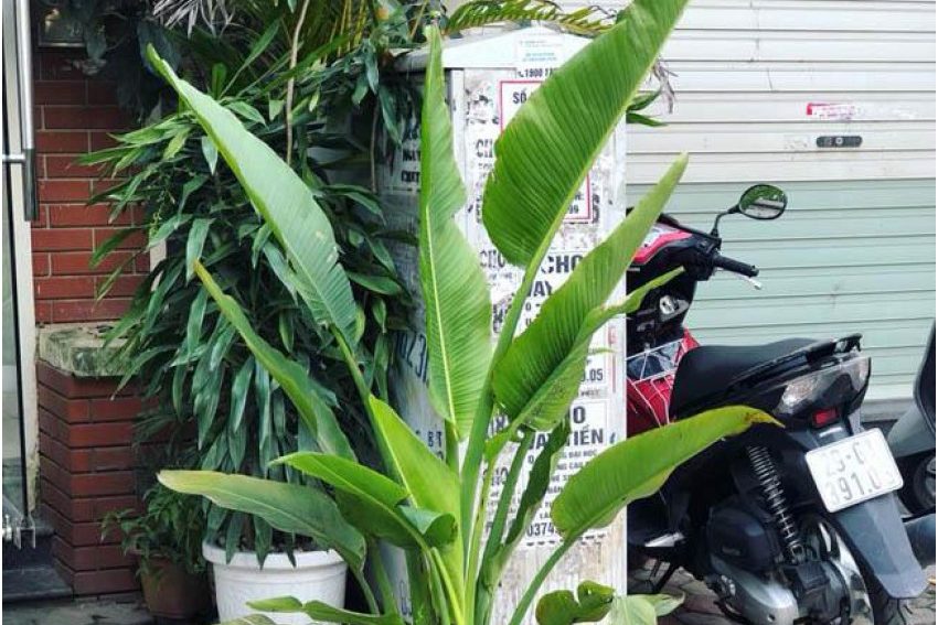 Cách chăm sóc cây chuối cảnh rẻ quạt 4