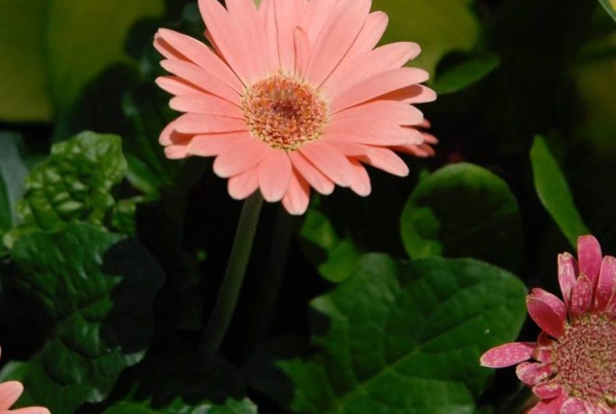 Cách trồng cây hoa đồng tiền lọc không khí