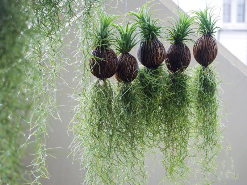 Cách trồng cây không khí trong nhà