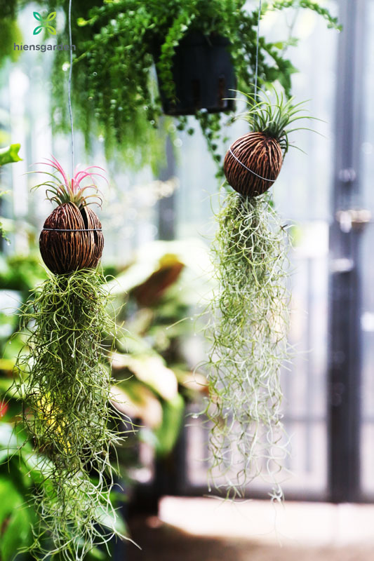 Cách trồng cây không khí trong nhà 2