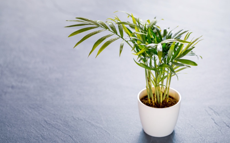 Cây cau tiểu trâm lọc không khí bạn đừng nên bỏ qua 1